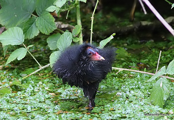 Common Moorhen (Gallinula chloropus) young