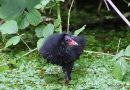 Common Moorhen (Gallinula chloropus) young