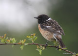 Common Stonechat (Saxicola torquatus) M