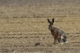 Brown Hare (Lepus europaeus)