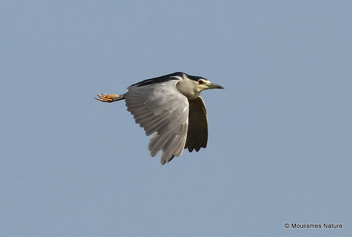 Black-crowned Night Heron (Nycticorax nycticorax) Ad