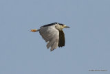 Black-crowned Night Heron (Nycticorax nycticorax) Ad