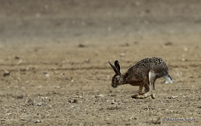 Brown Hare (Lepus europaeus)