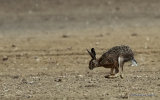 Brown Hare (Lepus europaeus)