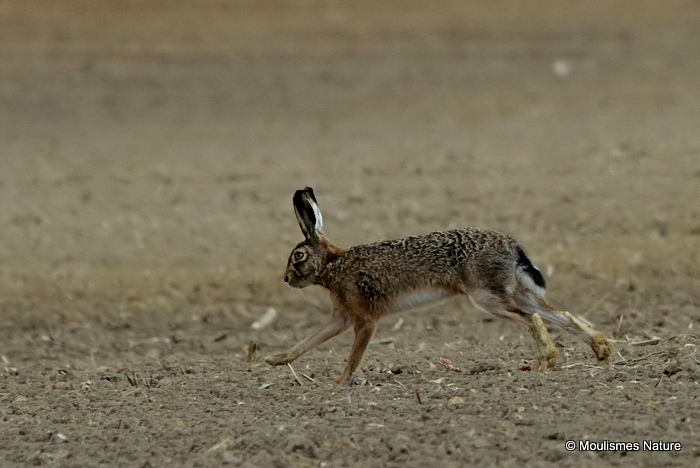 Brown Hare (Lepus europaeus)