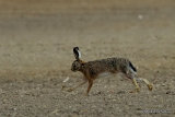 Brown Hare (Lepus europaeus)