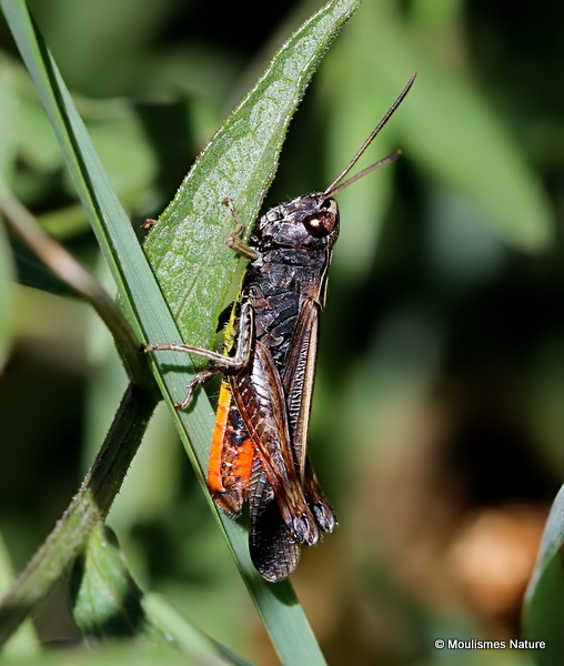 Woodland Grasshopper (Omocestus rufipes) M