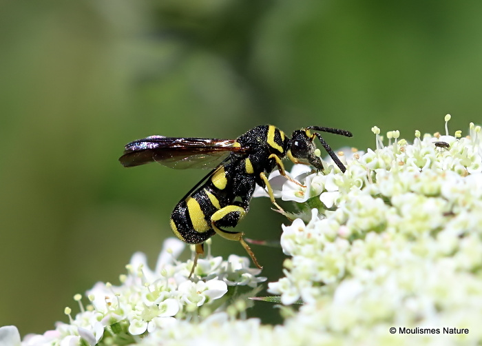 Leucospis dorsigera F