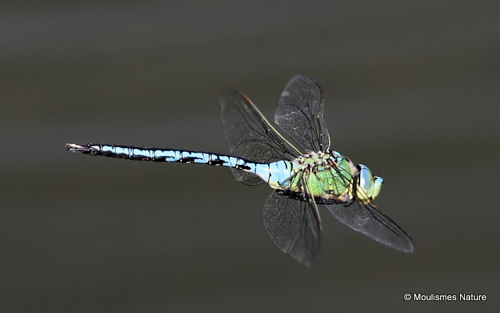 Emperor (Anax imperator) M