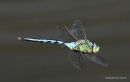 Emperor (Anax imperator) M