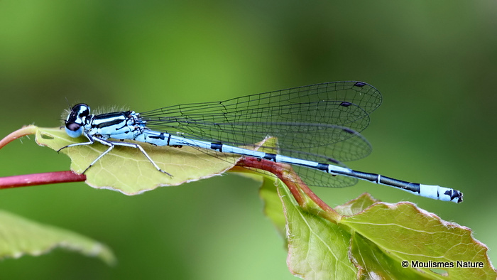 Azure Damselfly (Coenagrion puella) M