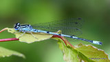 Azure Damselfly (Coenagrion puella) M
