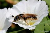 Giant Furrow Bee (Halictus quadricinctus)