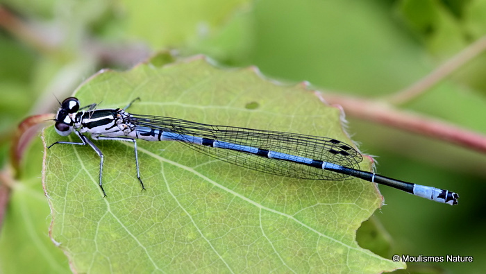 Azure Damselfly (Coenagrion puella) M-Imm