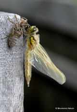 Four-spotted Chaser (Libellula quadrimaculata)