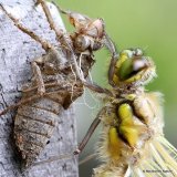 Four-spotted Chaser (Libellula quadrimaculata)