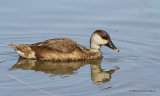 Red-crested Pochard (Netta rufina) F