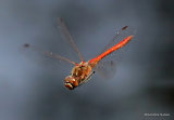 Vagrant Darter (Sympetrum vulgatum) M