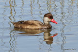 Red-crested Pochard (Netta rufina) M