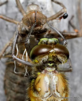 Four-spotted Chaser (Libellula quadrimaculata)