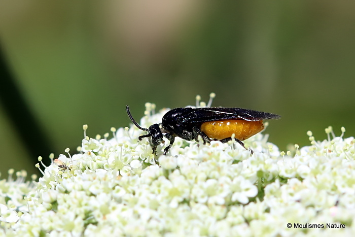 Arge pagana (Large Rose Sawfly)