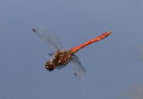 Vagrant Darter (Sympetrum vulgatum) M