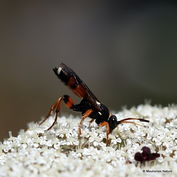 Ichneumon sarcitorius F