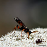 Ichneumon sarcitorius F