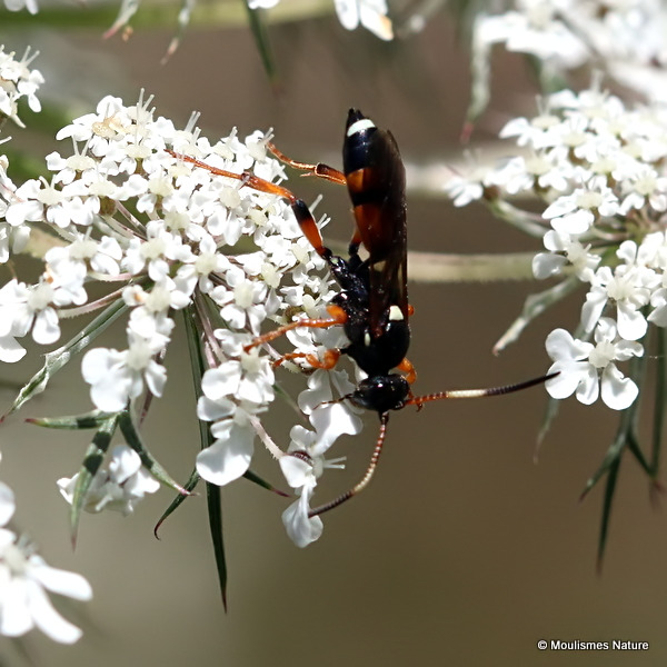 Ichneumon sarcitorius F