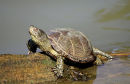 European Pond Terrapin (Emys orbicularis) M