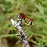 Scarlet Darters (Crocothemis erythraea)