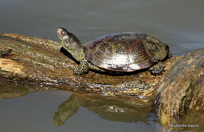 European Pond Terrapin (Emys orbicularis) M