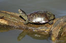 European Pond Terrapin (Emys orbicularis) M