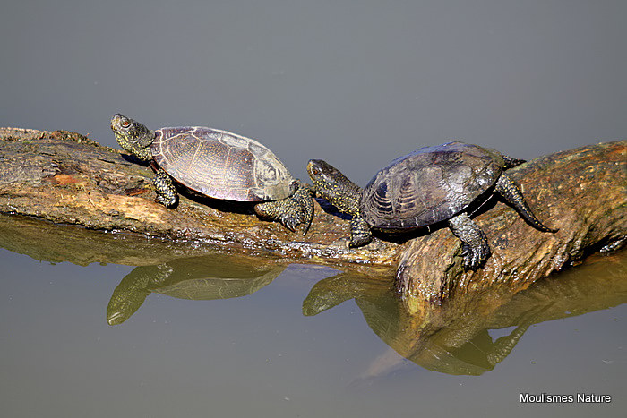 European Pond Terrapin (Emys orbicularis)