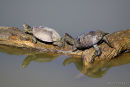 European Pond Terrapin (Emys orbicularis)