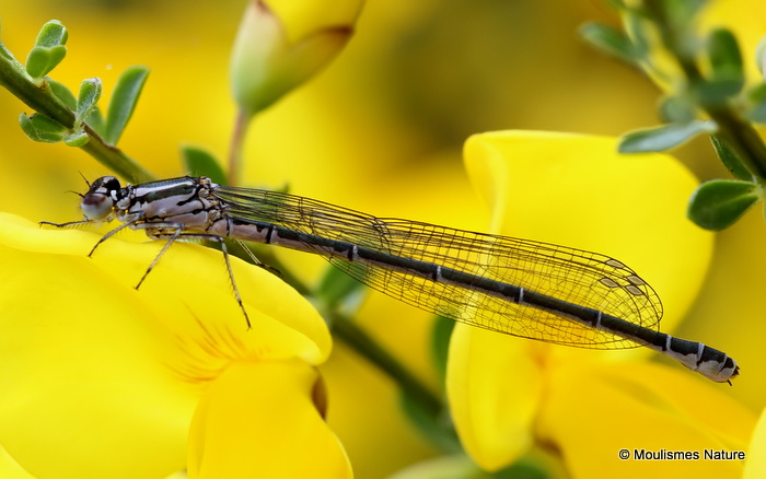 Azure Damselfly (Coenagrion puella) F-ten