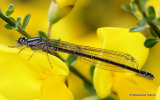 Azure Damselfly (Coenagrion puella) F-ten