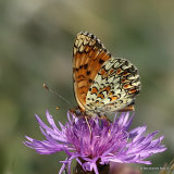 Knapweed Fritillary (Melitaea phoebe)