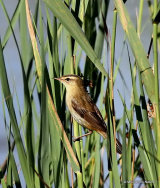 Sedge Warbler (Acrocephalus schoenobaenus)