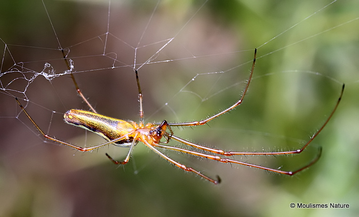 Striped Stretch Spider (Tetragnatha striata)