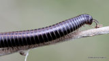 14 - Other arthropods