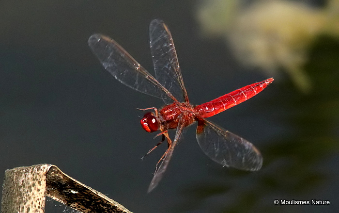 Scarlet Darter (Crocothemis erythraea) M