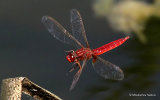 Scarlet Darter (Crocothemis erythraea) M
