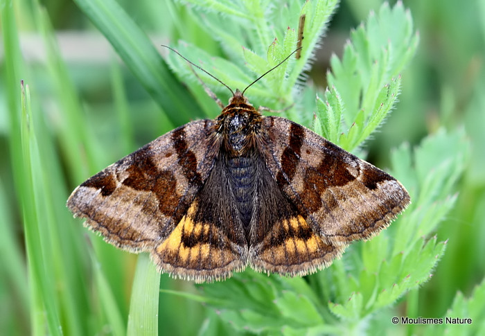 Burnet Companion (Euclidia glyphica)
