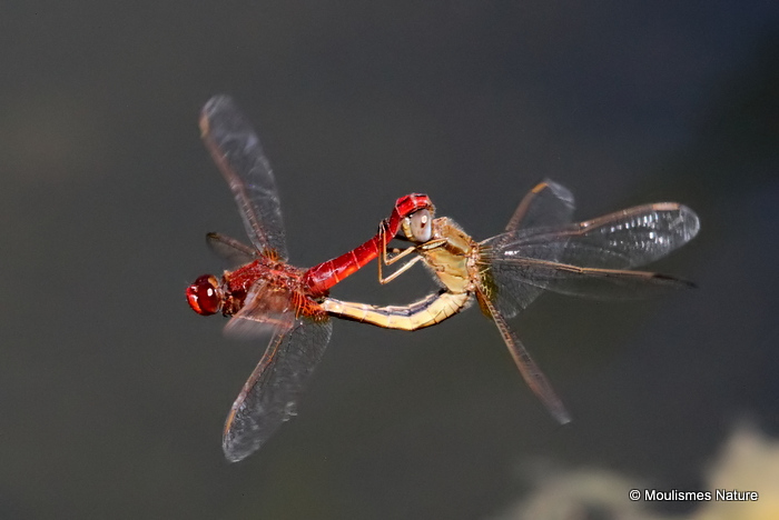 Scarlet Darters (Crocothemis erythraea)