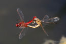 Scarlet Darters (Crocothemis erythraea)