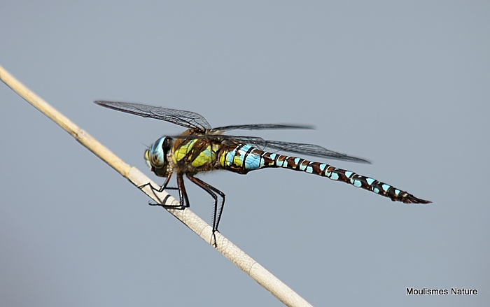 Migrant Hawker (Aeshna mixta) M