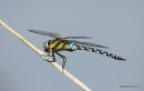 Migrant Hawker (Aeshna mixta) M