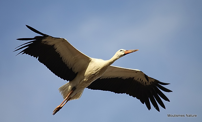 White Stork (Ciconia ciconia) Juv