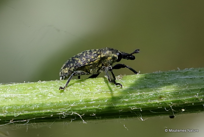 Weevil sp. Larinus australis